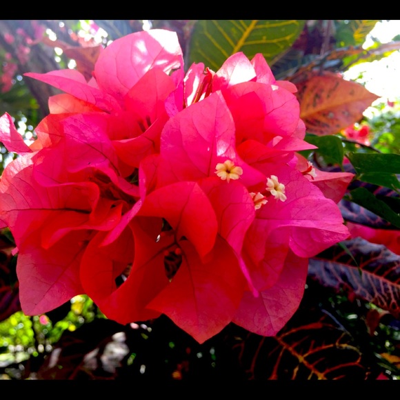 Meet your Posher - Picture 1 of 1